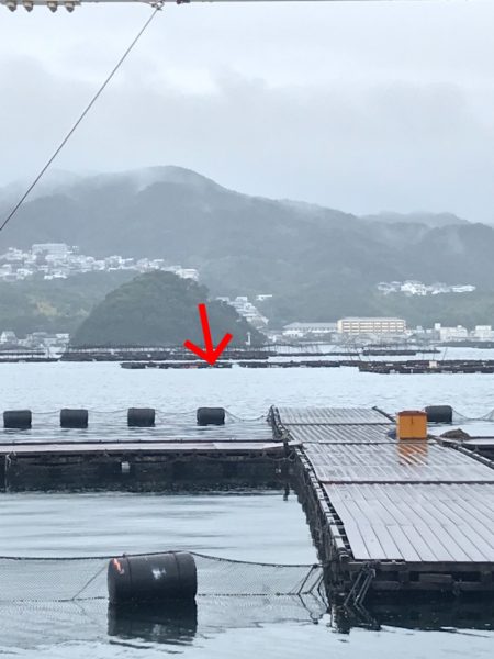 淡路じゃのひれフィッシングパーク 釣果