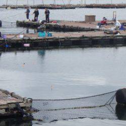 淡路じゃのひれフィッシングパーク 釣果