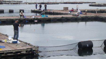 淡路じゃのひれフィッシングパーク 釣果