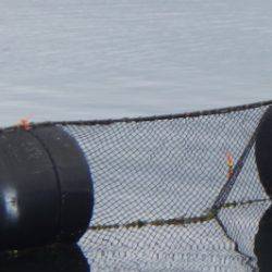 淡路じゃのひれフィッシングパーク 釣果