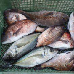 淡路じゃのひれフィッシングパーク 釣果