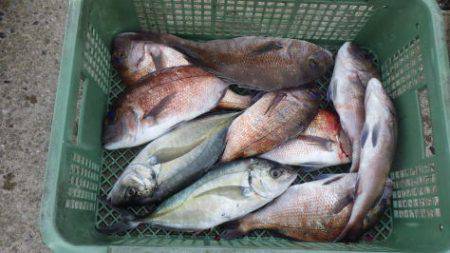 淡路じゃのひれフィッシングパーク 釣果