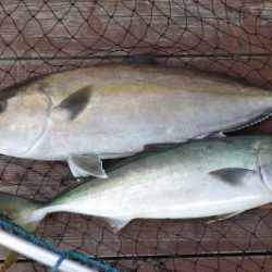 淡路じゃのひれフィッシングパーク 釣果