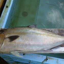 淡路じゃのひれフィッシングパーク 釣果