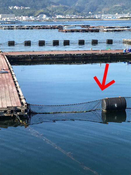 淡路じゃのひれフィッシングパーク 釣果