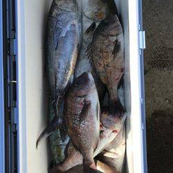 淡路じゃのひれフィッシングパーク 釣果