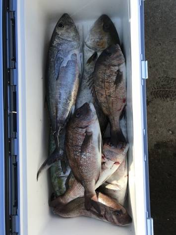 淡路じゃのひれフィッシングパーク 釣果