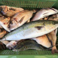 淡路じゃのひれフィッシングパーク 釣果