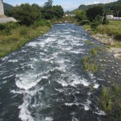 狩野川(狩野川漁業協同組合) 釣果