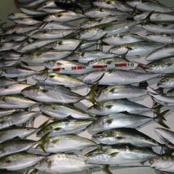 スカイマリン 釣果