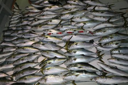 スカイマリン 釣果