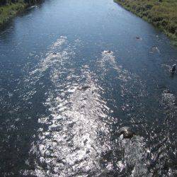 狩野川(狩野川漁業協同組合) 釣果