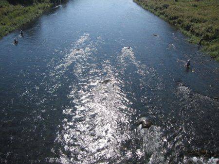 狩野川(狩野川漁業協同組合) 釣果