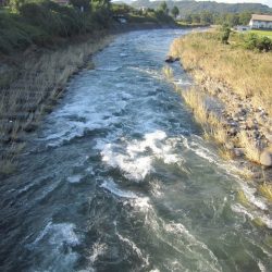 狩野川(狩野川漁業協同組合) 釣果