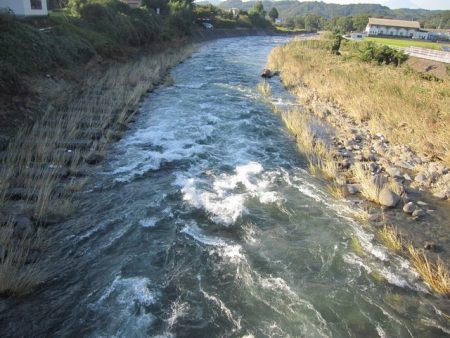 狩野川(狩野川漁業協同組合) 釣果