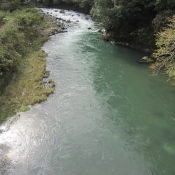 狩野川(狩野川漁業協同組合) 釣果
