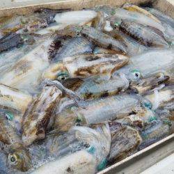 Magic（マジック） 釣果