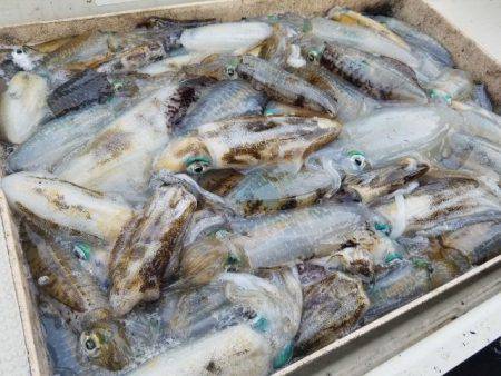 Magic（マジック） 釣果