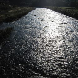 狩野川(狩野川漁業協同組合) 釣果