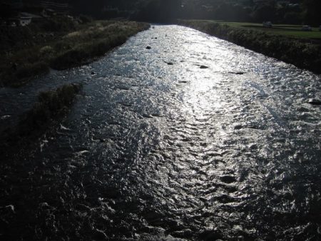 狩野川(狩野川漁業協同組合) 釣果