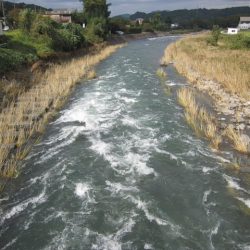 狩野川(狩野川漁業協同組合) 釣果