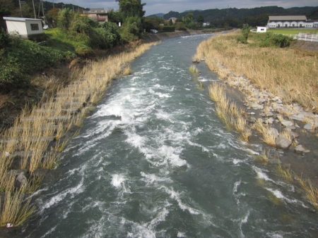 狩野川(狩野川漁業協同組合) 釣果