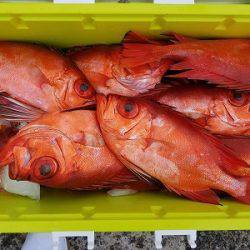 しまや丸 釣果