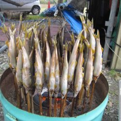 狩野川(狩野川漁業協同組合) 釣果