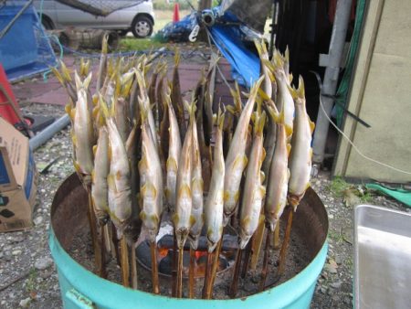 狩野川(狩野川漁業協同組合) 釣果