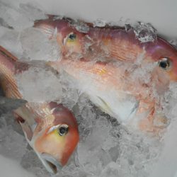 こうゆう丸 釣果