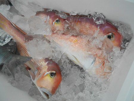 こうゆう丸 釣果