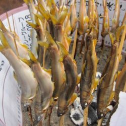 狩野川(狩野川漁業協同組合) 釣果