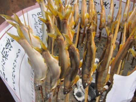 狩野川(狩野川漁業協同組合) 釣果