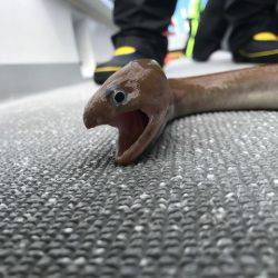 へいみつ丸 釣果