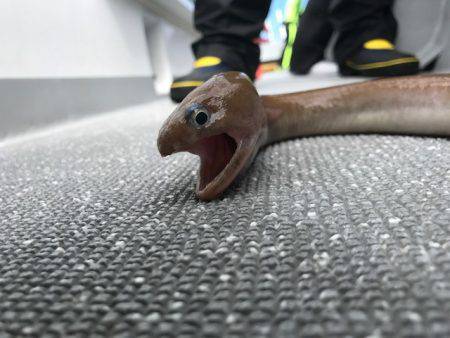 へいみつ丸 釣果