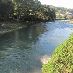 狩野川(狩野川漁業協同組合) 釣果