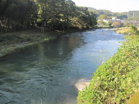 狩野川(狩野川漁業協同組合) 釣果