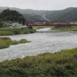 狩野川(狩野川漁業協同組合) 釣果