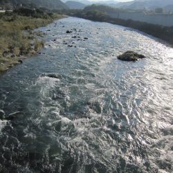 狩野川(狩野川漁業協同組合) 釣果