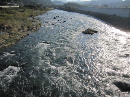 狩野川(狩野川漁業協同組合) 釣果