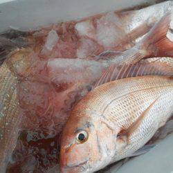 こうゆう丸 釣果