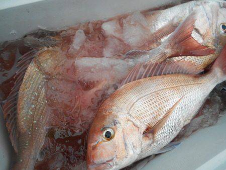 こうゆう丸 釣果