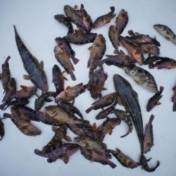 TOPGUN名古屋 釣果