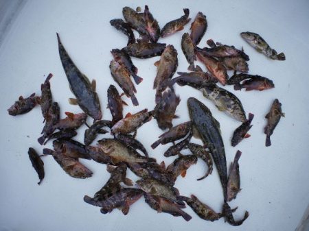 TOPGUN名古屋 釣果