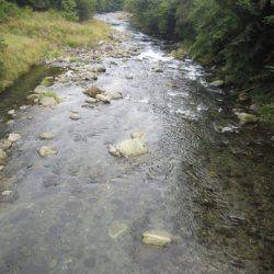 狩野川(狩野川漁業協同組合) 釣果