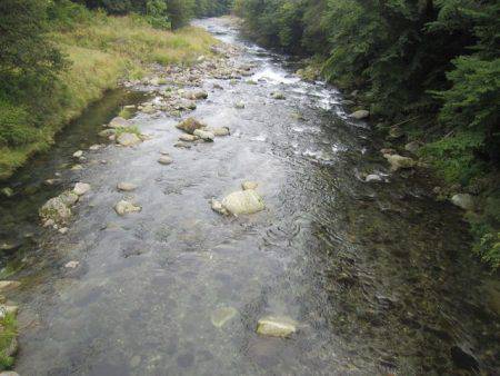 狩野川(狩野川漁業協同組合) 釣果