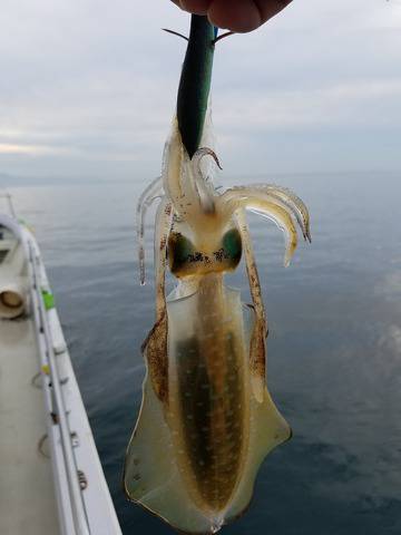 遊漁船　ニライカナイ 釣果