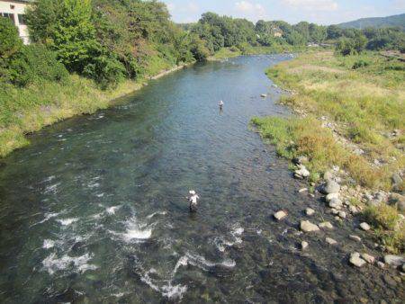 狩野川(狩野川漁業協同組合) 釣果