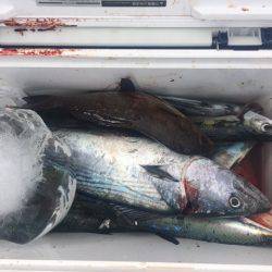 鵜来島家本渡船 釣果