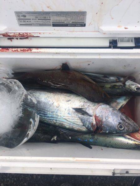鵜来島家本渡船 釣果